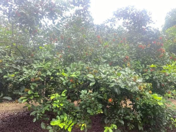 Chủ cần vốn kinh doanh cần bán gấp mảnh vườn gần Dầu Giây giá chỉ 790 triệu/sào - Ngân hàng có hỗ trợ vay hơn 50% giá trị đất