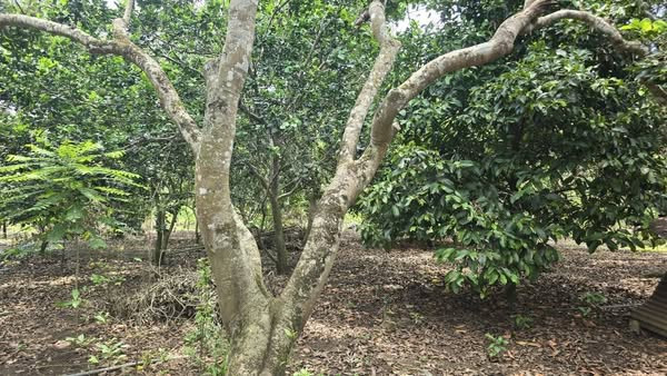 Đất vườn Dầu Giây - 780 triệu/sào. Sổ hồng riêng, vườn sẵn cây ăn quả lâu năm, nguồn nước tưới dồi dào.