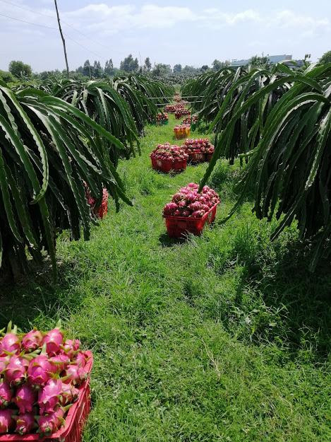 Cần bán đất trồng cây canh tác lâu năm có sẵn Ao Vườn Nước Điện Giếng khoang Đầy đủ