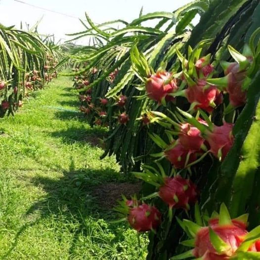 Đất vườn Thanh Long ruột Đỏ-Hàm Thuận Nam(Hàm Minh cũ)-Lâm Đồng-DT 1,3Ha
