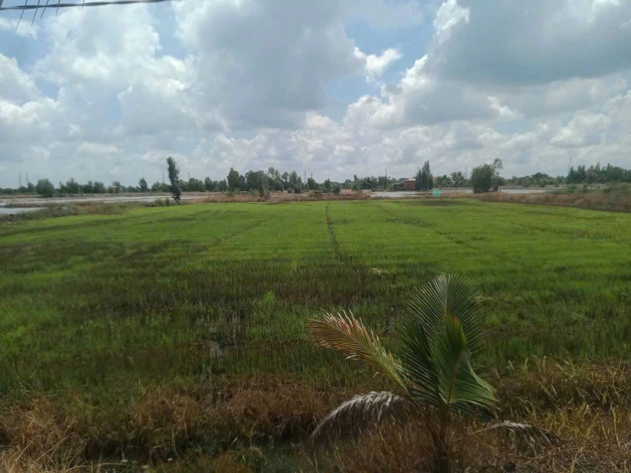 Bán đất lúa đường bờ kênh 4m xã Hòa Khánh Nam dt 5260m2 giá 3,4 tỷ