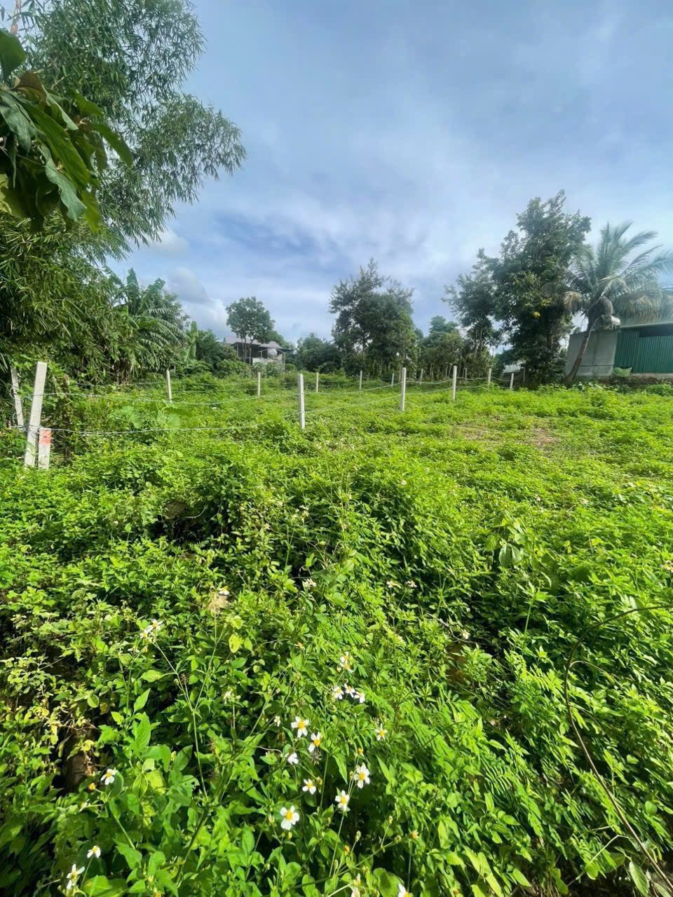 HOT VIEW CÁNH ĐỒNG TUYỆT ĐẸP HOÀ XUÂN 
BÁN GẤP – GIÁ TỐT 798tr