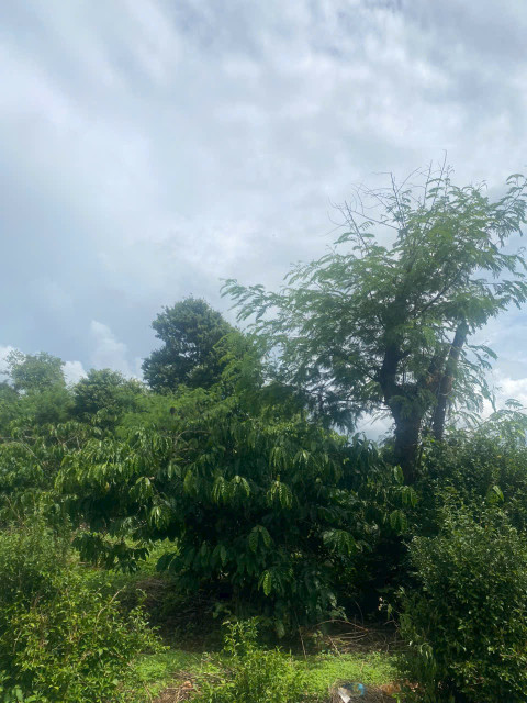 🏡 BÁN ĐẤT MẶT TIỀN ĐƯỜNG 4KC – HÒA THUẬN, TP. BMT – CHỈ 800 TRIỆU 🏡