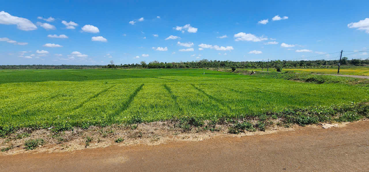 🌿 ĐẤT NHÀ VƯỜN GIÁ RẺ – VIEW ĐỒNG SIÊU ĐẸP NGAY TRUNG TÂM TP!