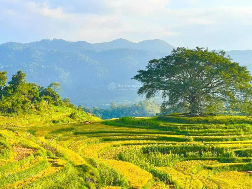 Kẹt tiền bán gấp mảnh đất du lịch nghỉ dưỡng tại Xóm Mừng, Hợp Phong, Cao Phong, Hòa Bình
