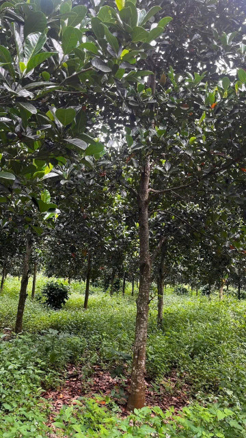 🌳 2,3ha rẫy gần Hàm Rồng, Ia Băng