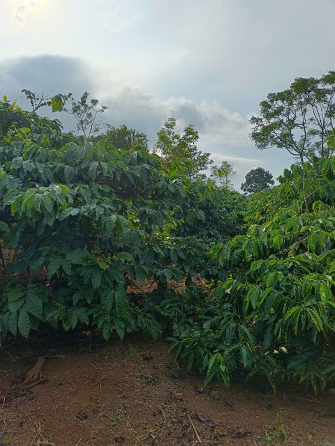 💥 3,5ha cà phê cách ngã ba La Sơn, Hàm Rồng 2km