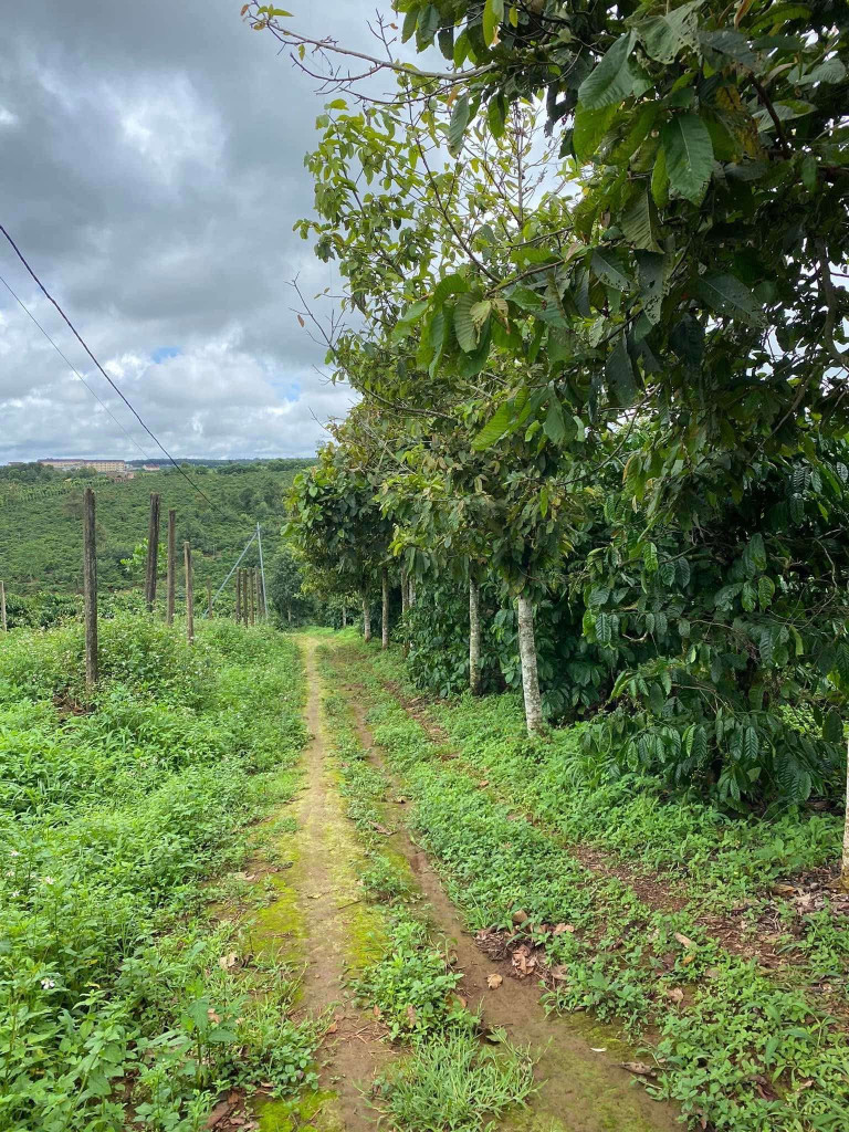💥 3,2ha rẫy cà phê, sầu riêng Pleiku