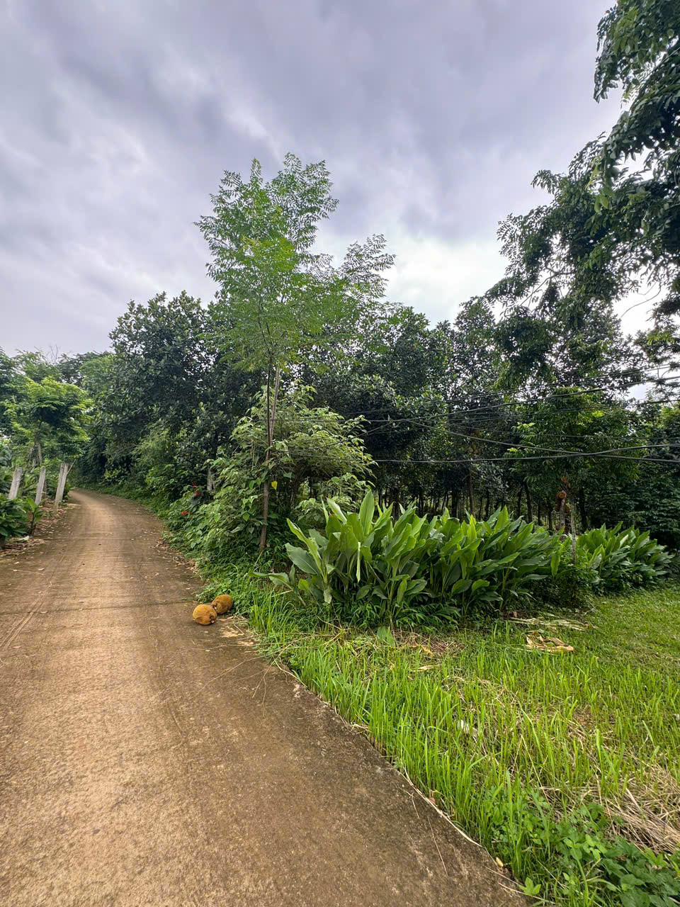 Lô đất nghỉ dưỡng Ba Vì, cách trung tâm Hà Nội chỉ 60km