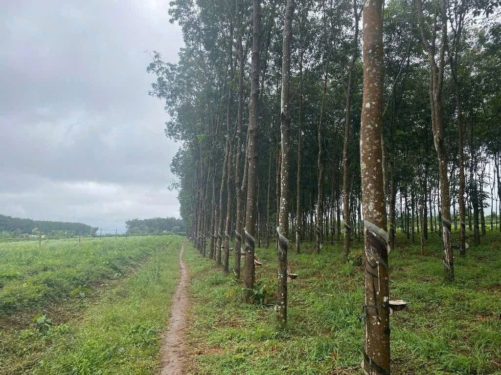 10ha cà phê + cao su toa lạc ngay UBND xã