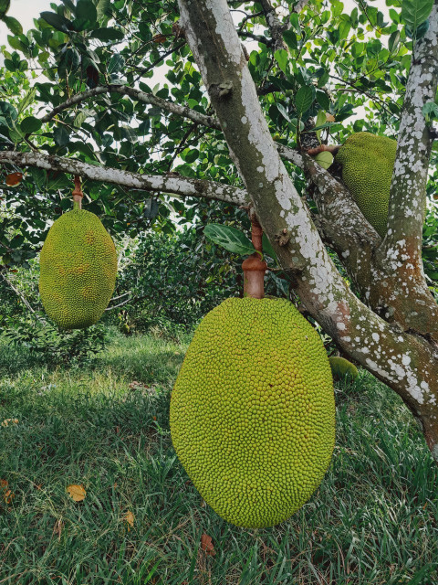 Cần bán gấp vườn mít, bàu bàng, Bình Dương, 1000m2