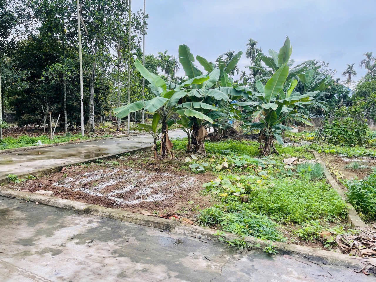 Bán đất 60m² ngõ oto giá 1.8 tỷ tại Xã Lâm Động Huyện Thuỷ Nguyên. liên hệ 0362558882