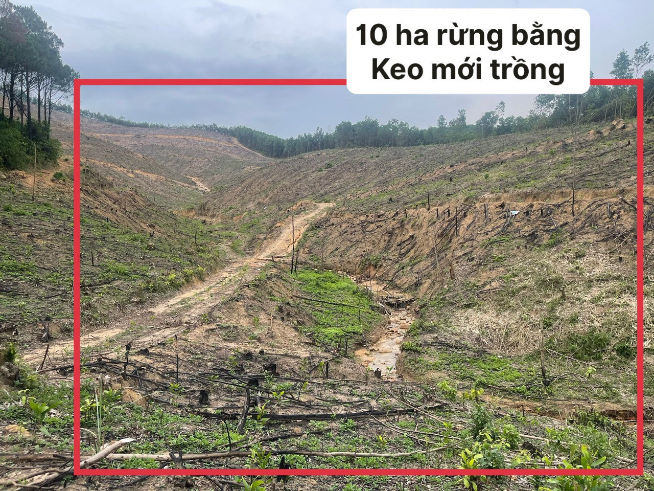 10ha RỪNG KEO BẰNG XĂM LÊ LỢI