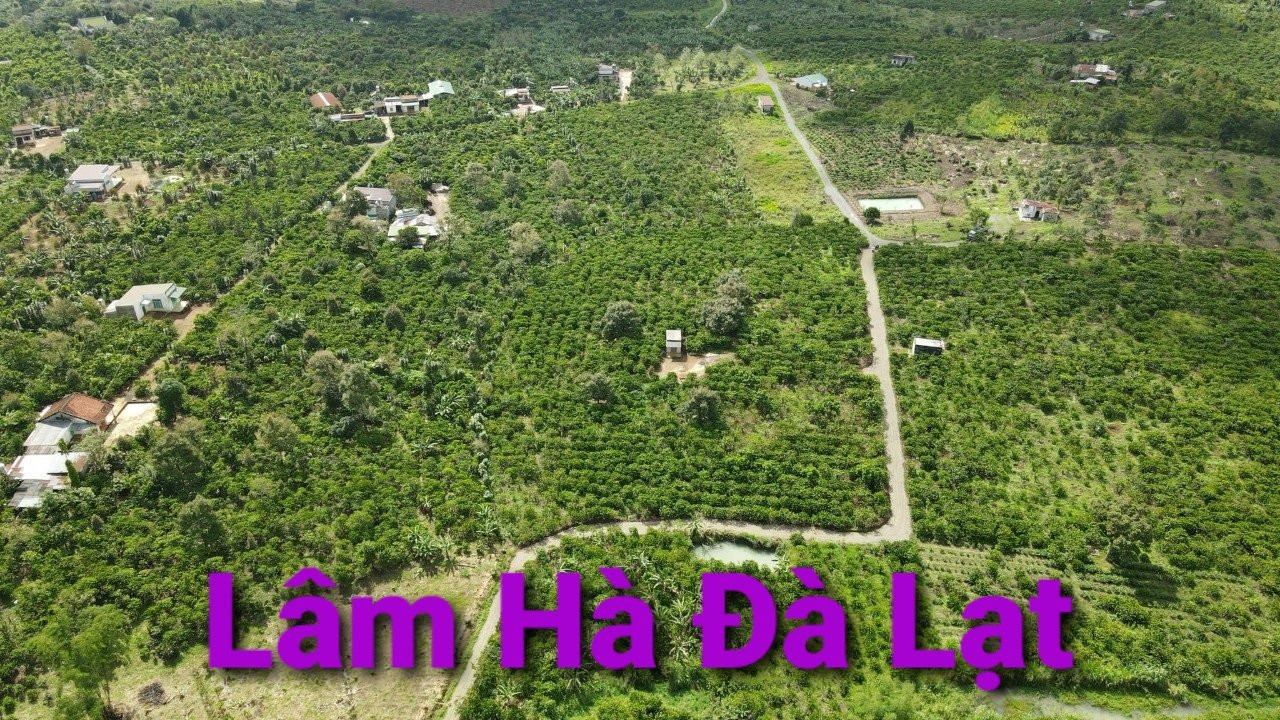 Bán  đất nông nghiệp 8000m² , giá 4 tỷ tại, Xã Liên Hà, Huyện Lâm Hà, Lâm Đồng