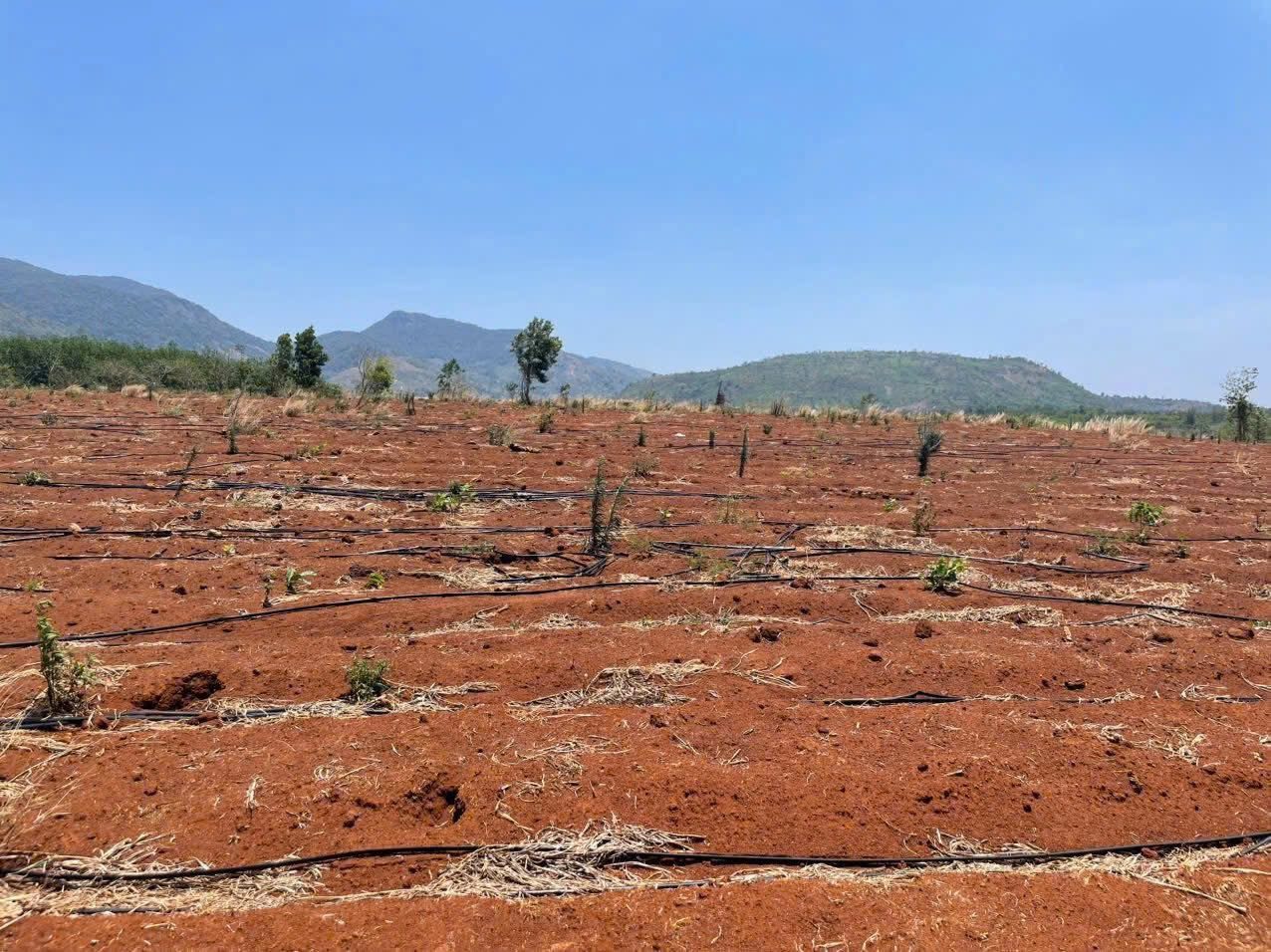 💥 10ha đất đỏ bằng đẹp