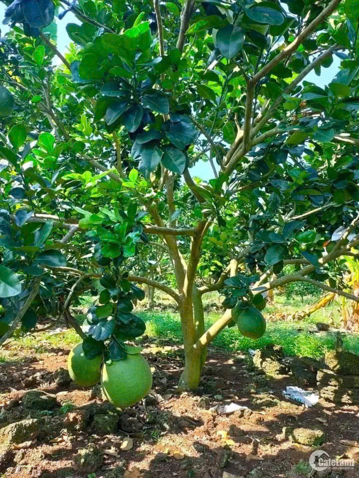 Vườn trái cây thập cẩm ở Đồng Nai mới.