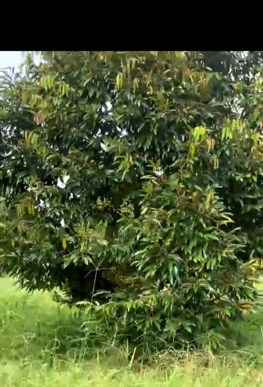 Cần bán đất để lo việc gia đình.