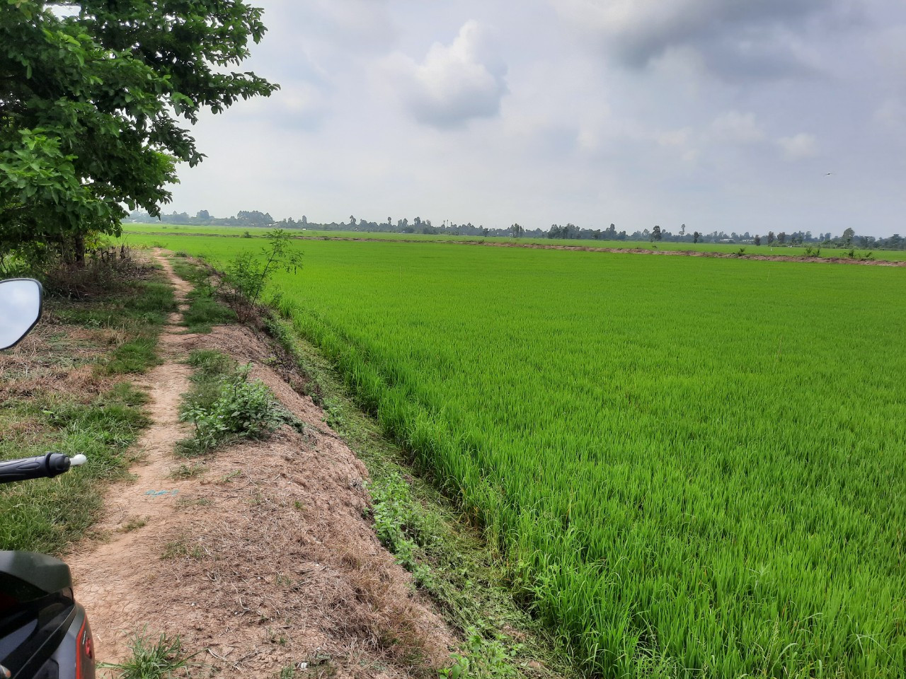 Bán  đất nông nghiệp 12671m² tại, Xã Long Thắng, Huyện Lai Vung, Đồng Tháp giá 3.8 tỷ