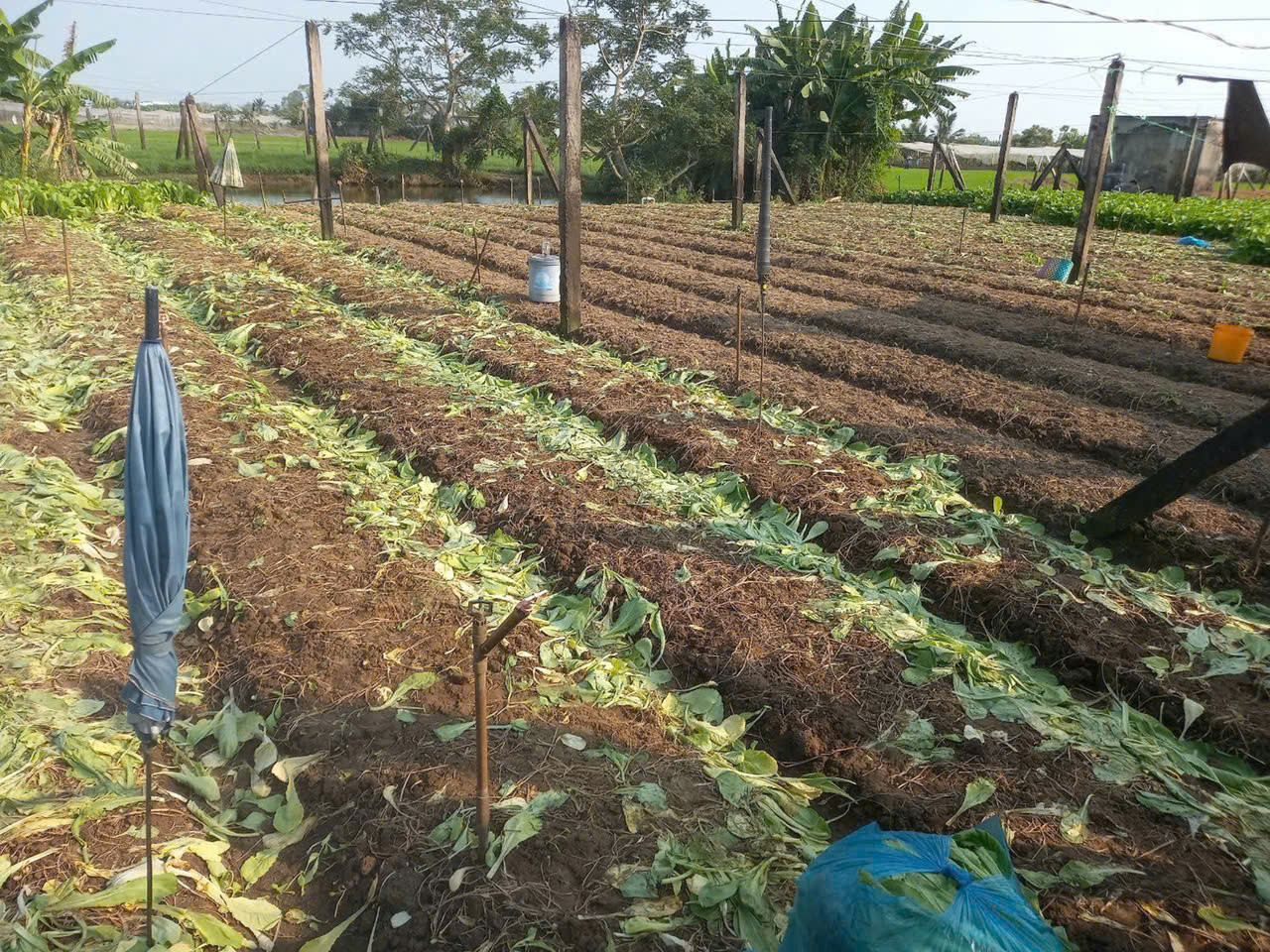 B.á.n 1,2 công đất thổ vườn tại Phường Long Thuận, TP Gò Công cũ giá 1tr/m2