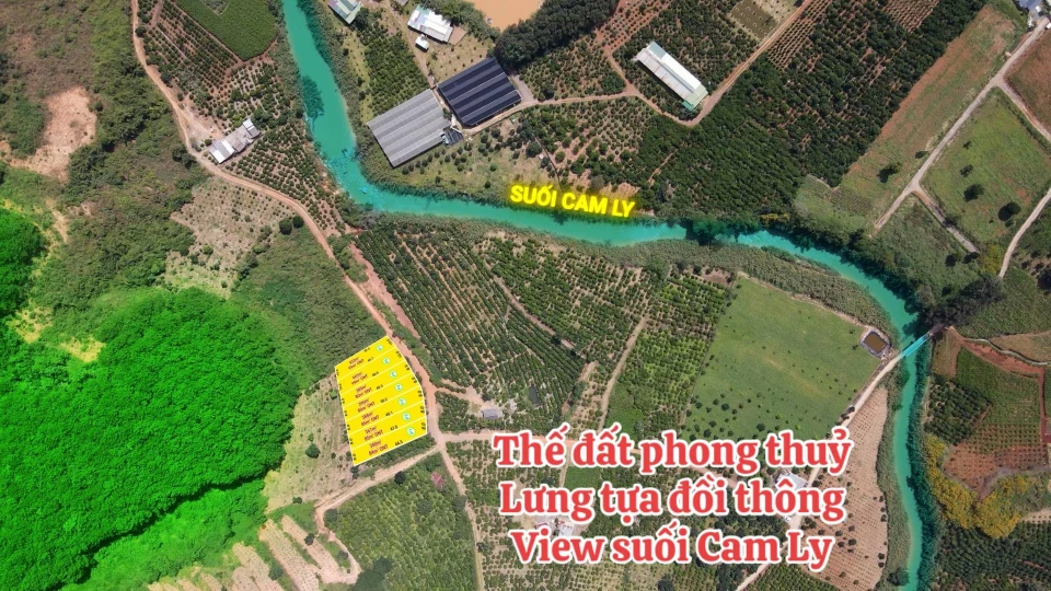 PINE VILLAGE – LÀNG THÔNG CHỈ TỪ 799 trđ/ NỀN