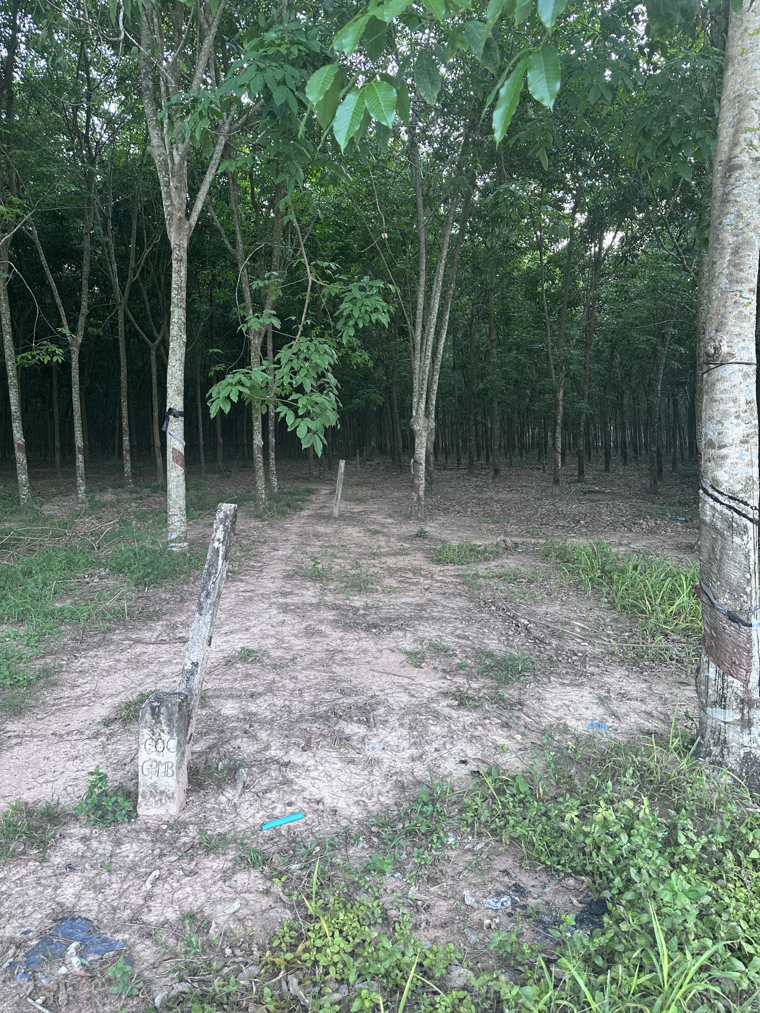 Bán đất 29300m² 26.5 tỷ tại Xã Minh Hoà Huyện Dầu Tiếng