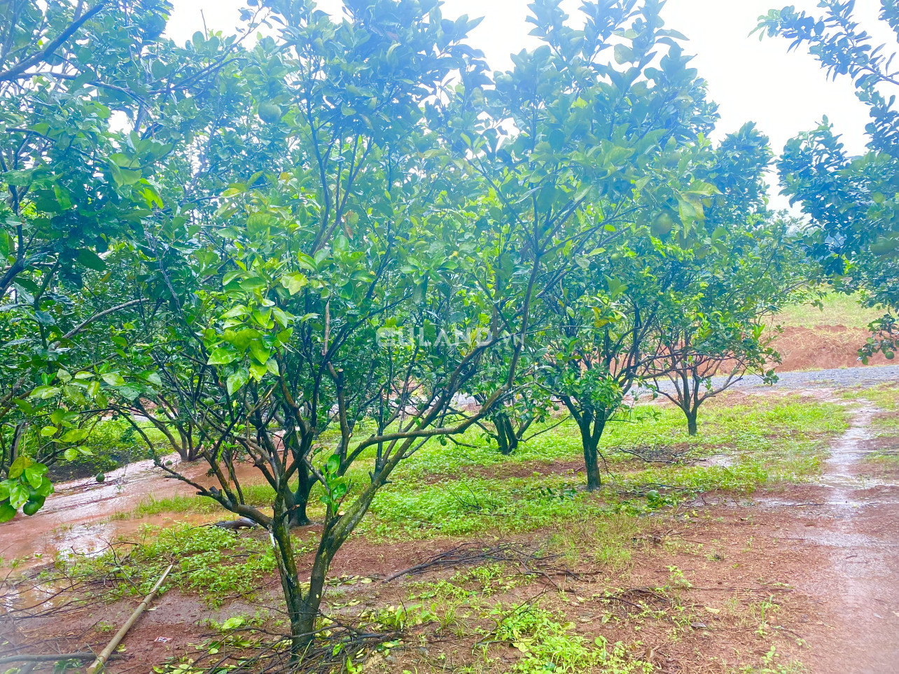 Chủ kẹt tiền cần bán vườn bưởi ở Đồng Phú, giá 450tr/1000m2