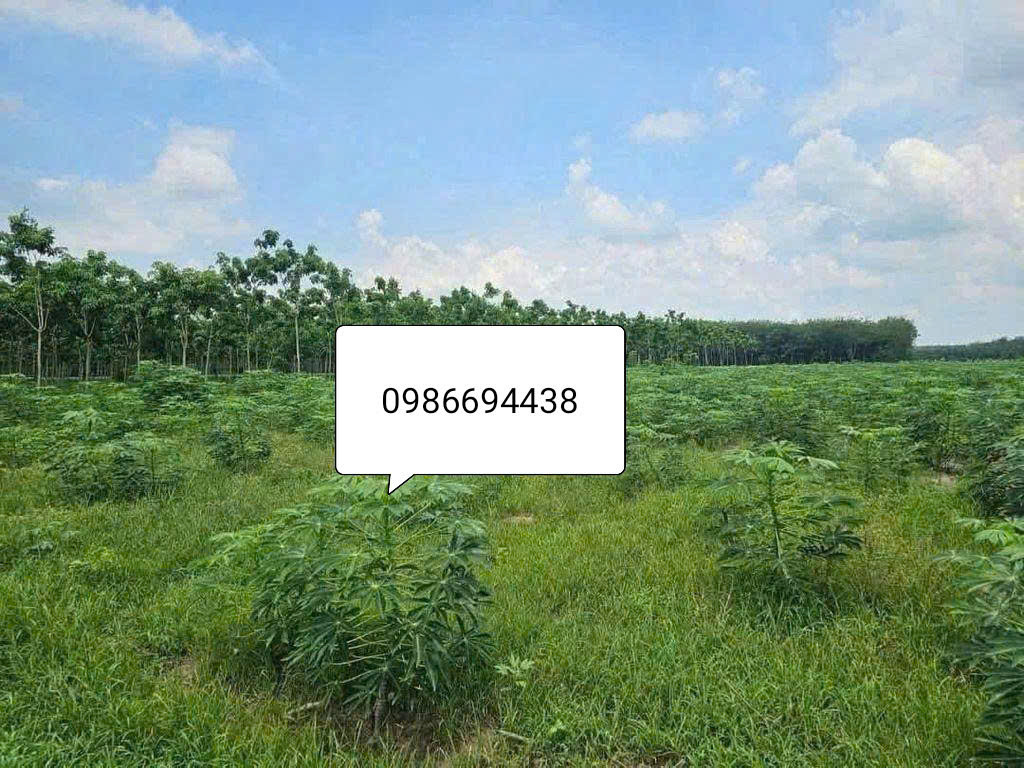 Bán đất 83428.6m² ngang 215m giá 41 tỷ Xã Minh Thạnh TPHCM.