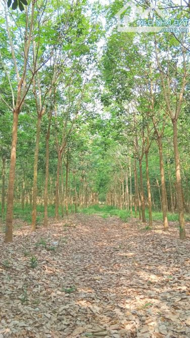 BÁN 6 MẪU ĐẤT CAO SU, MINH THẠNH, DẦU TIẾNG, DT: 100x334, SHR, GIÁ 22,8 TỶ.