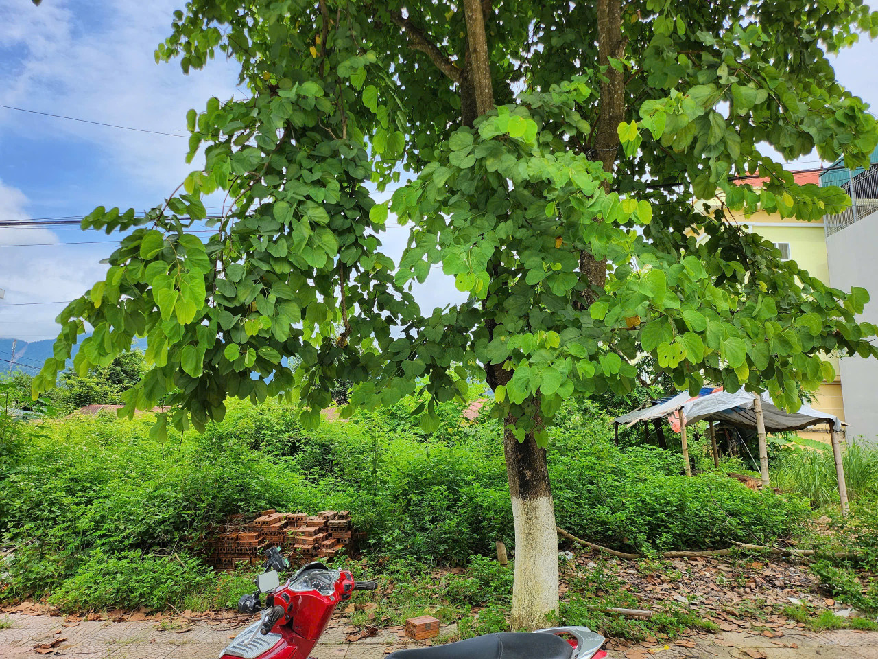 Bán Đất