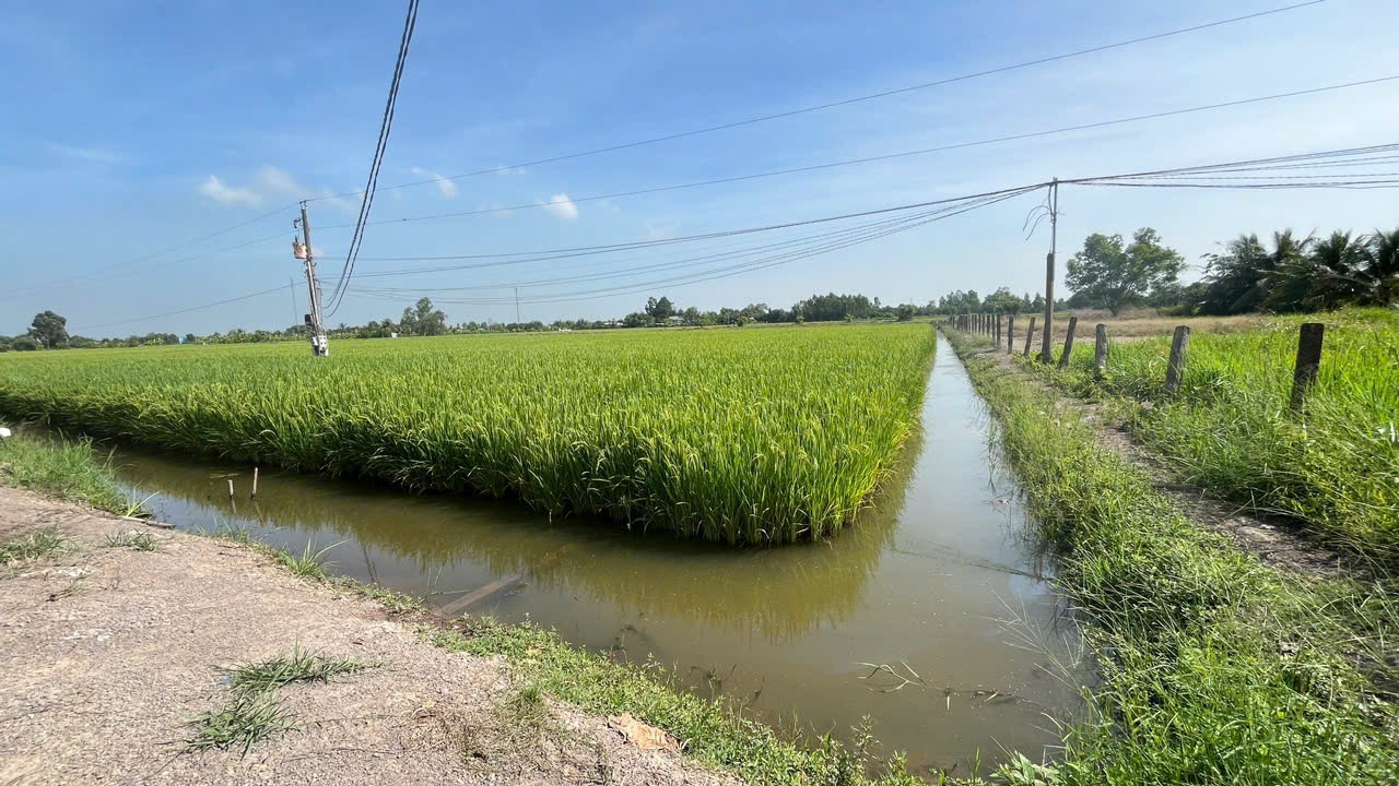 Bán đất 2500m² ngang 35×71m giá 2 tỷ Xã Mỹ Thạnh