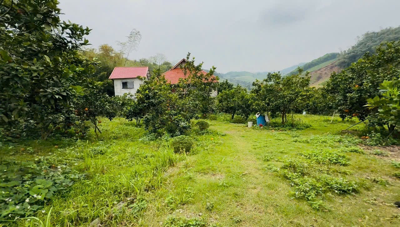 BÁN GẤP KHU NHÀ VƯỜN 2.500m CÓ SẴN HOMESTAY(nhà sàn) + BỂ BƠI Giá Chỉ Nhỉnh 3 Tỷ