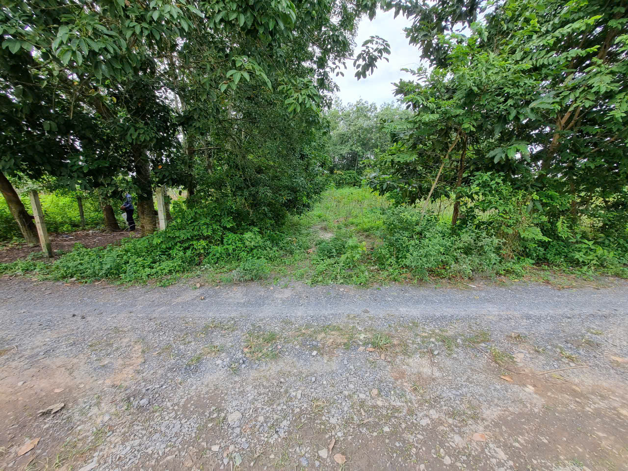 (B527) Đất 1/ Nguyễn Thị Rành, xã Nhuận Đức, dt 3.567m2, giá 7 tỷ 500