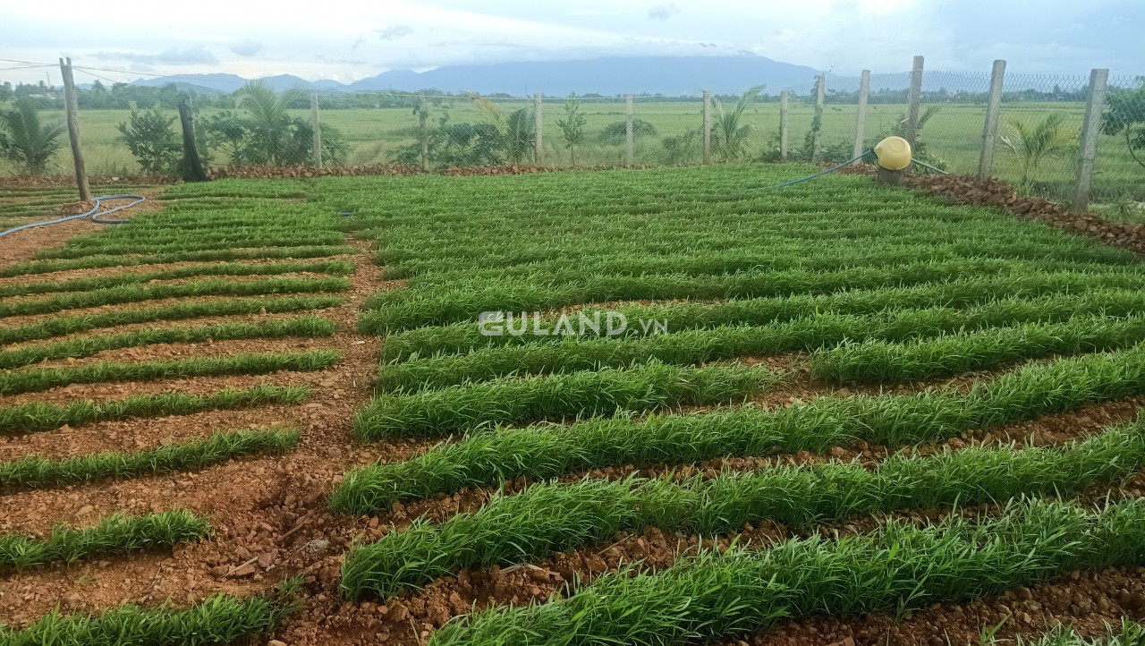 Bán  đất thổ cư 780m², Xã Ninh An, Thị xã Ninh Hòa, Khánh Hòa
