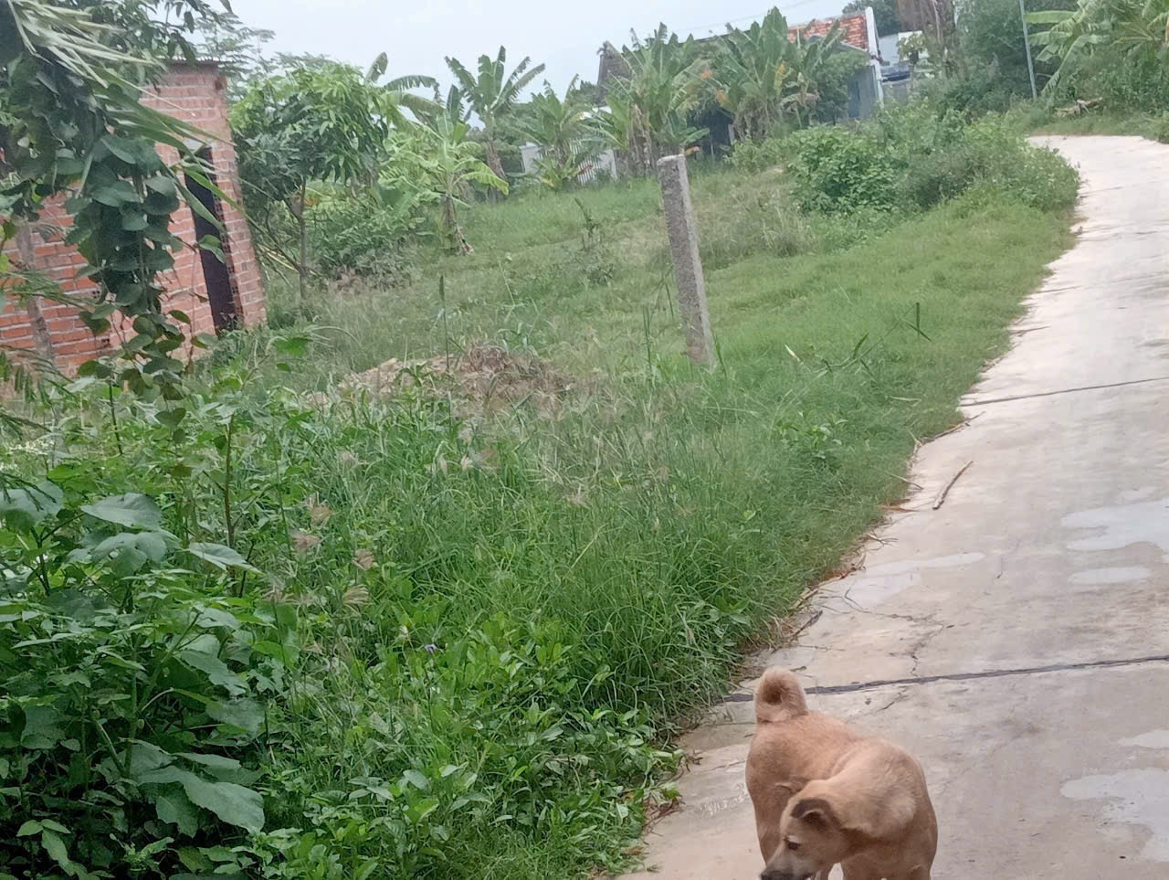 Bán đất