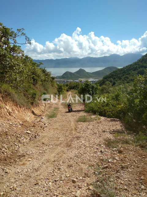 4,4 hecta rẫy View Biển Tân Đảo - Ninh Ích - Tx Ninh Hoà