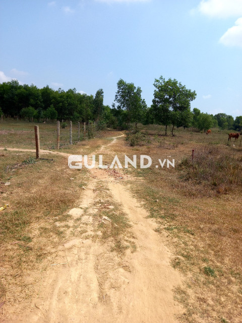 Thôn Nam, Ninh Tân, hơn 5000m2, có 24 thổ cư, bám đường 30m, còn lại Qh ONT+CLN