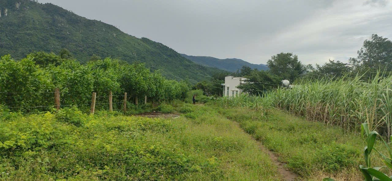 Bán đất 866m² 1.1 tỷ tại Xã Ninh Tây Thị xã Ninh Hòa 0763615365