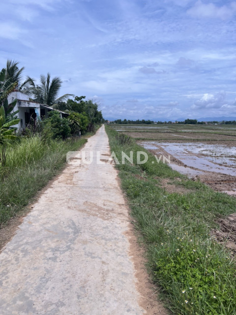 Gần 15 sào ruộng qh thổ qh 2 mặt tiền đường lớn Lạc Bình Ninh Thọ
