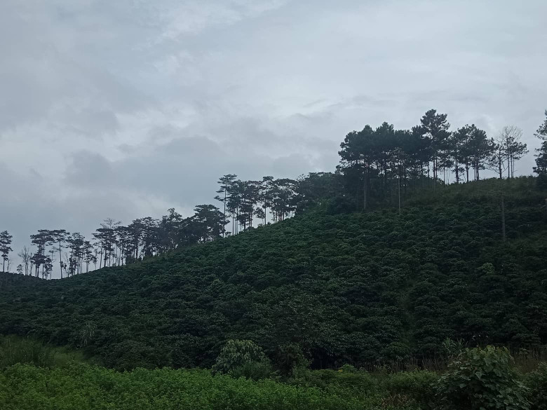 Bán  đất nông nghiệp 30000m² , giá 4.2 tỷ tại, Xã Phi Liêng, Huyện Đam Rông, Lâm Đồng