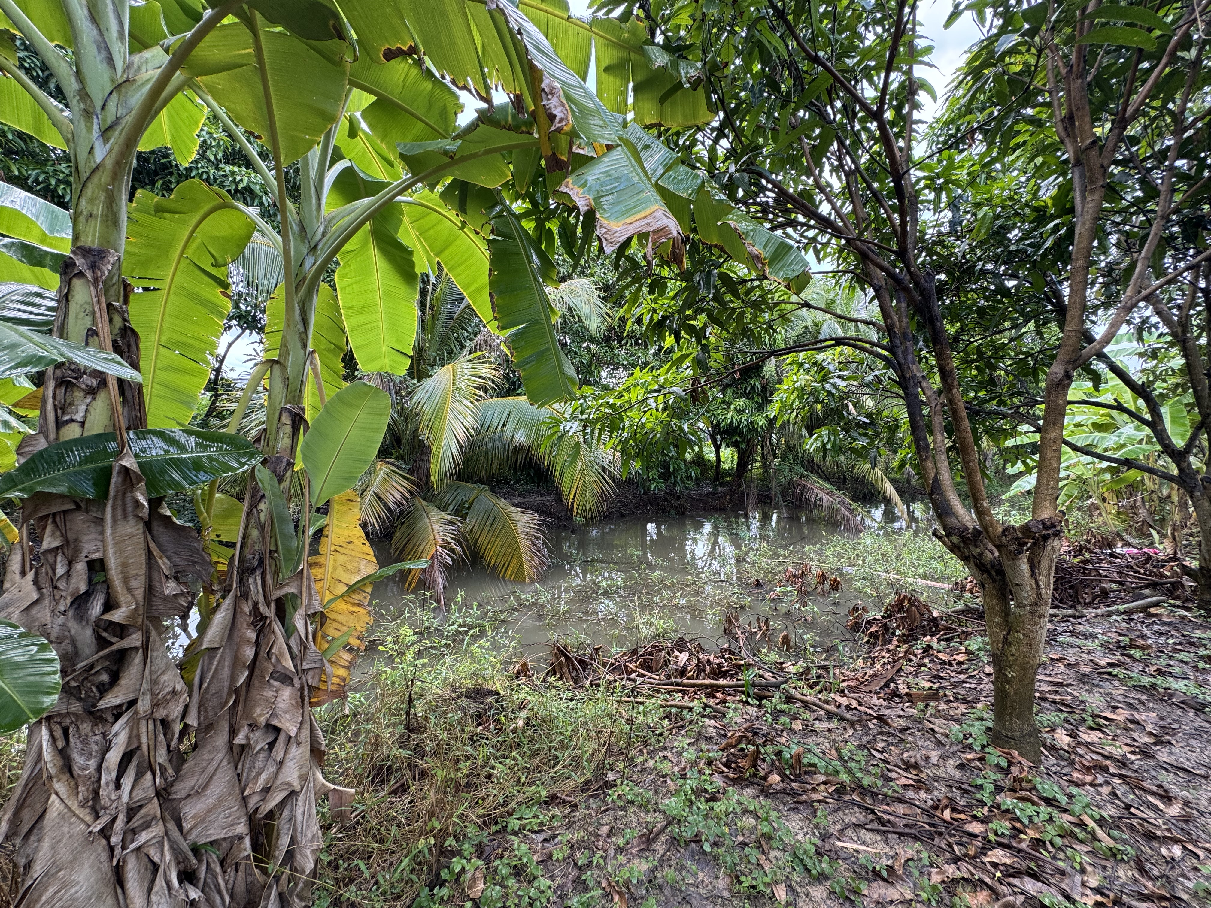 Đất cây lâu năm + có nhà