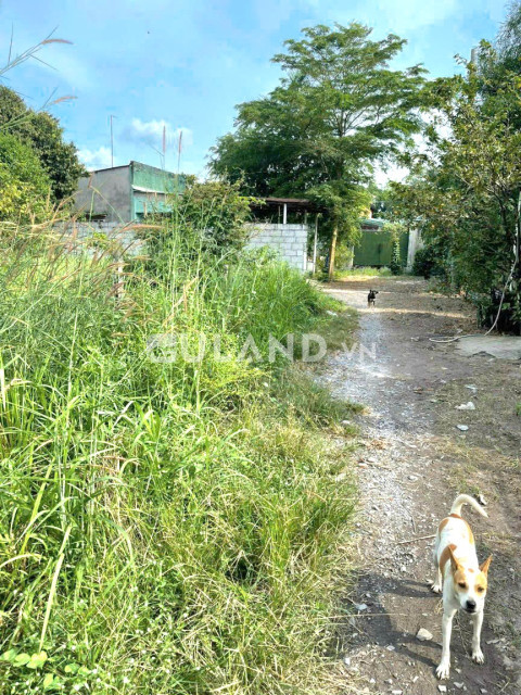 (S306) Đất 1/Nguyễn Văn Khạ, xã Phú hÒa Đông, dt 188m2, chỉ 1 tỷ 550