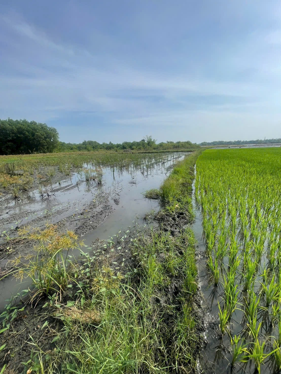 4 sào lúa, cách bê tông 200m, cách nhựa phụ 500m dân cư hiên hữu, tiện ích bán kính 2km, sổ riêng, trồng lúa hoặc cây khác