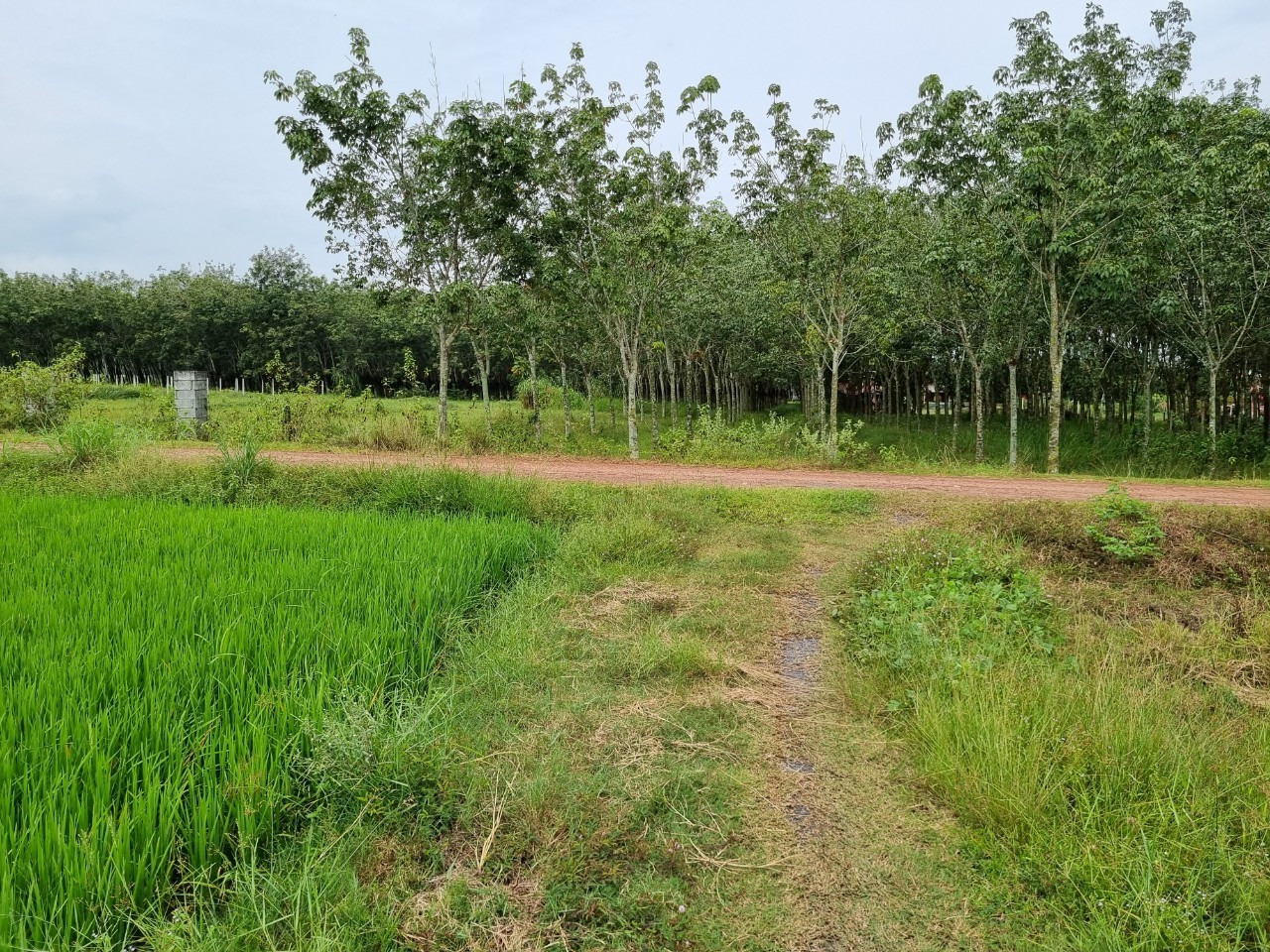 (L494) Nhượng đất nông nghiệp xã Phú Mỹ Hưng, DT 3650m2, giá chỉ 3 tỷ 900