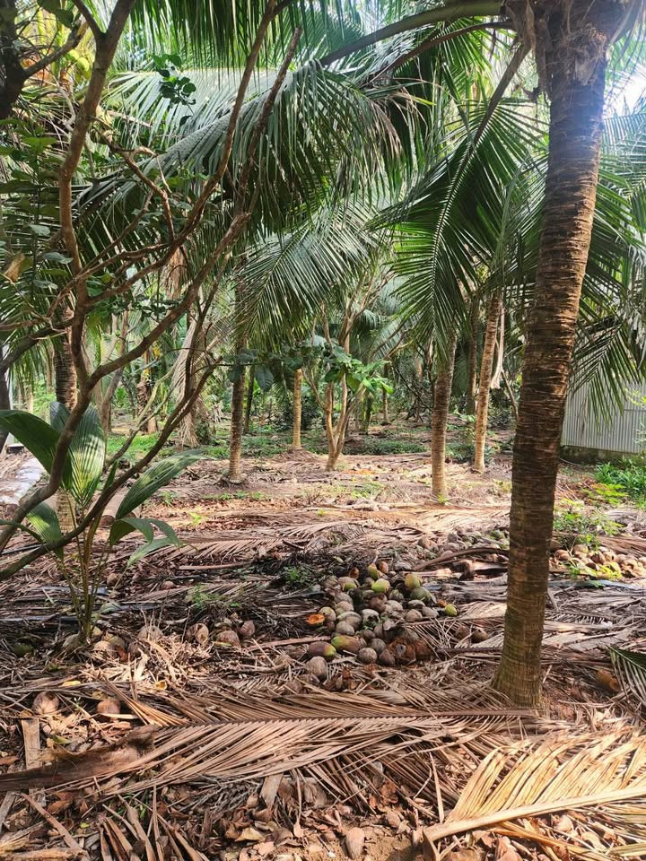 Đất Xã Phú Mỹ, Mỏ Cày Bắc, Bến Tre (Phước Mỹ Trung, Vĩnh Long mới)