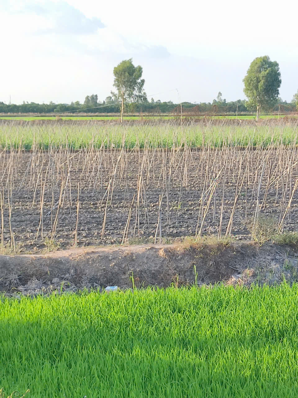 🔰 Bán Đất Ruộng Lớn 20.000m² (20 Công) Phú Thuận, Thoại Sơn - Lộ Đá Xe Tải 500kg Vào Tới Đất!