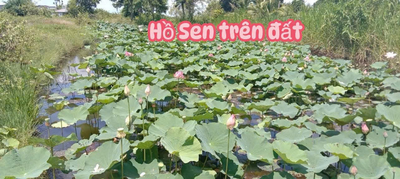 Bán đất 2500m² giá 750 triệu Xã Phú Xuân