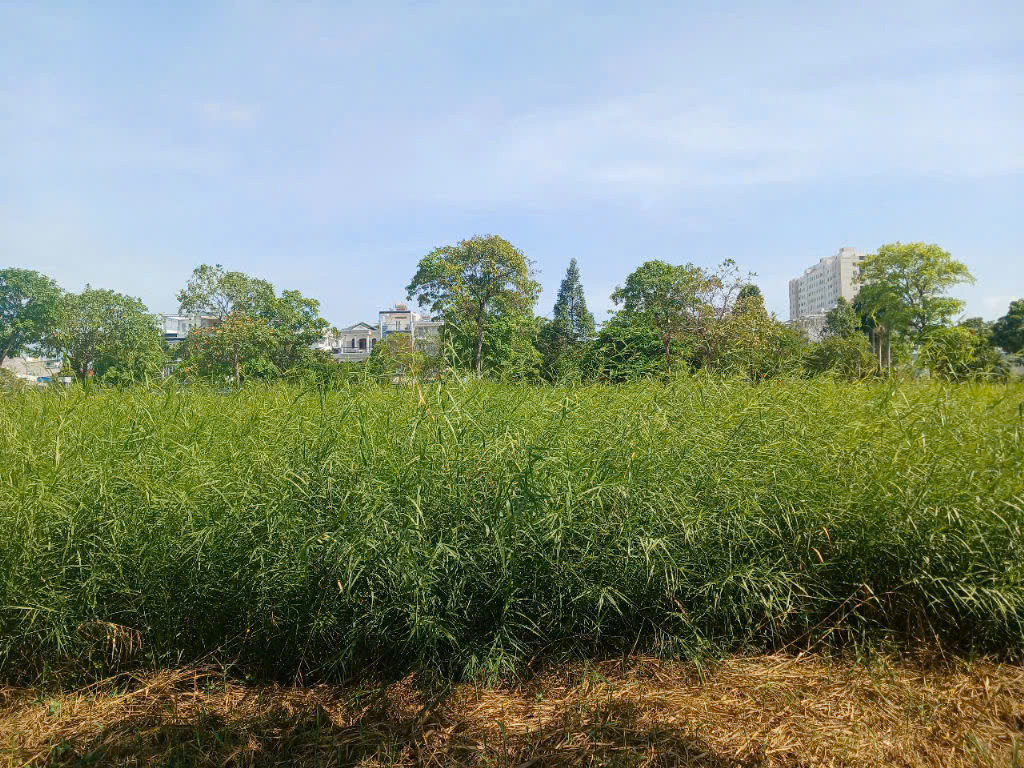 PHÁT MẠI 1999m2 ĐẤT, ngang 46m tại Huỳnh Tấn Phát, xã Phú Xuân, Nhà Bè