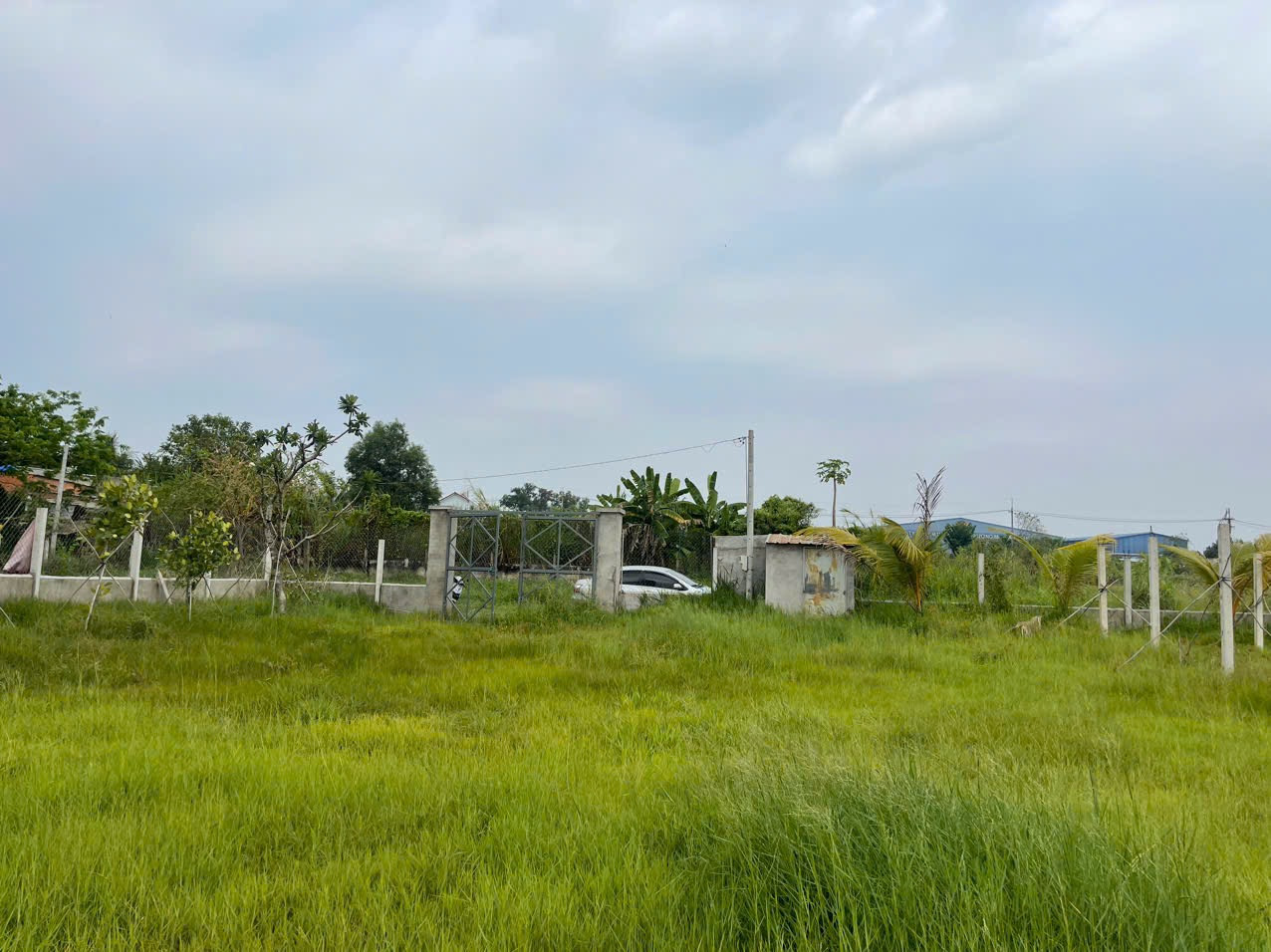 Kẹt tiền bán gấp lô lúa