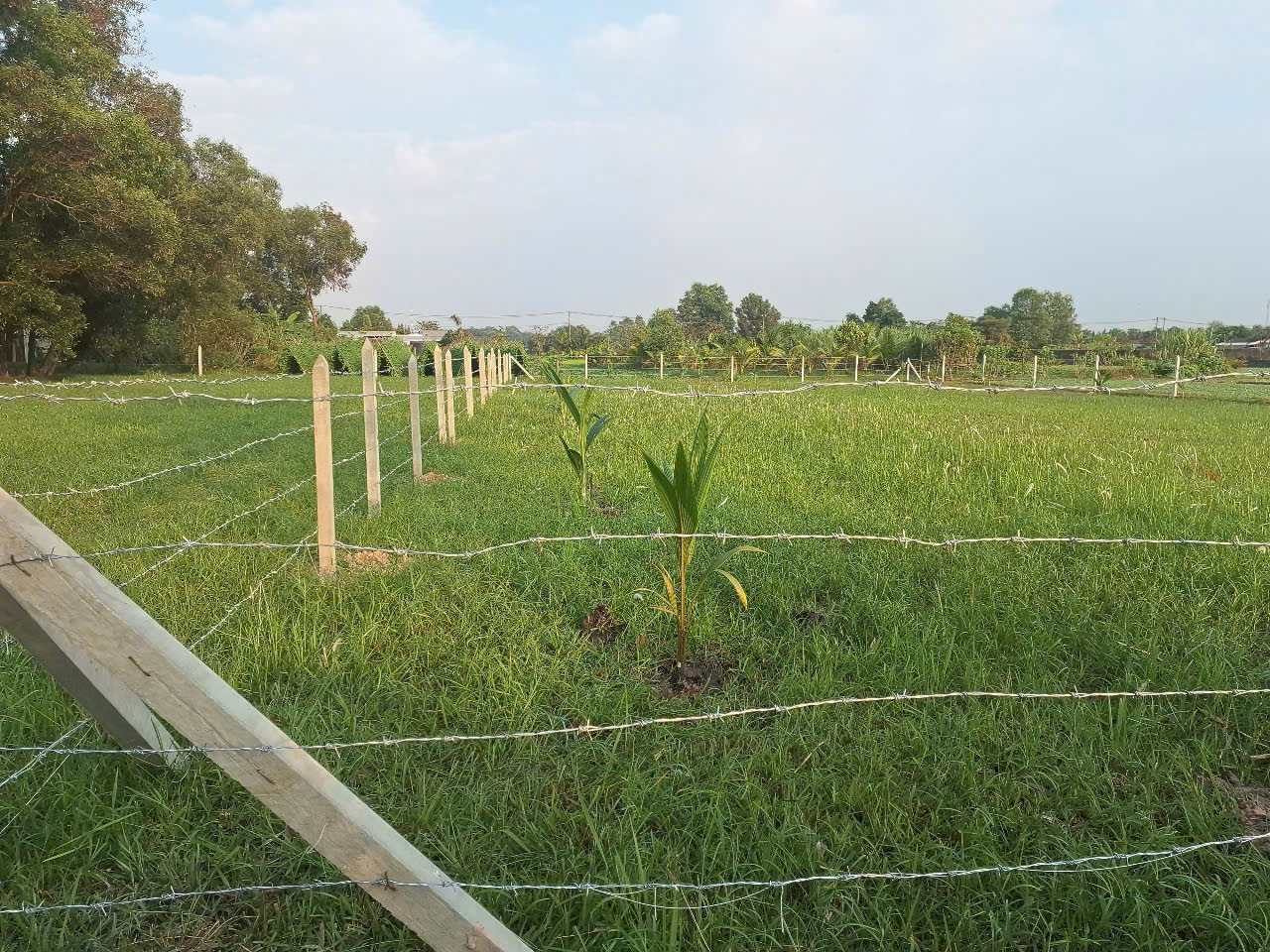 Bán lô đất lúa giá rẻ tại phước hiệp