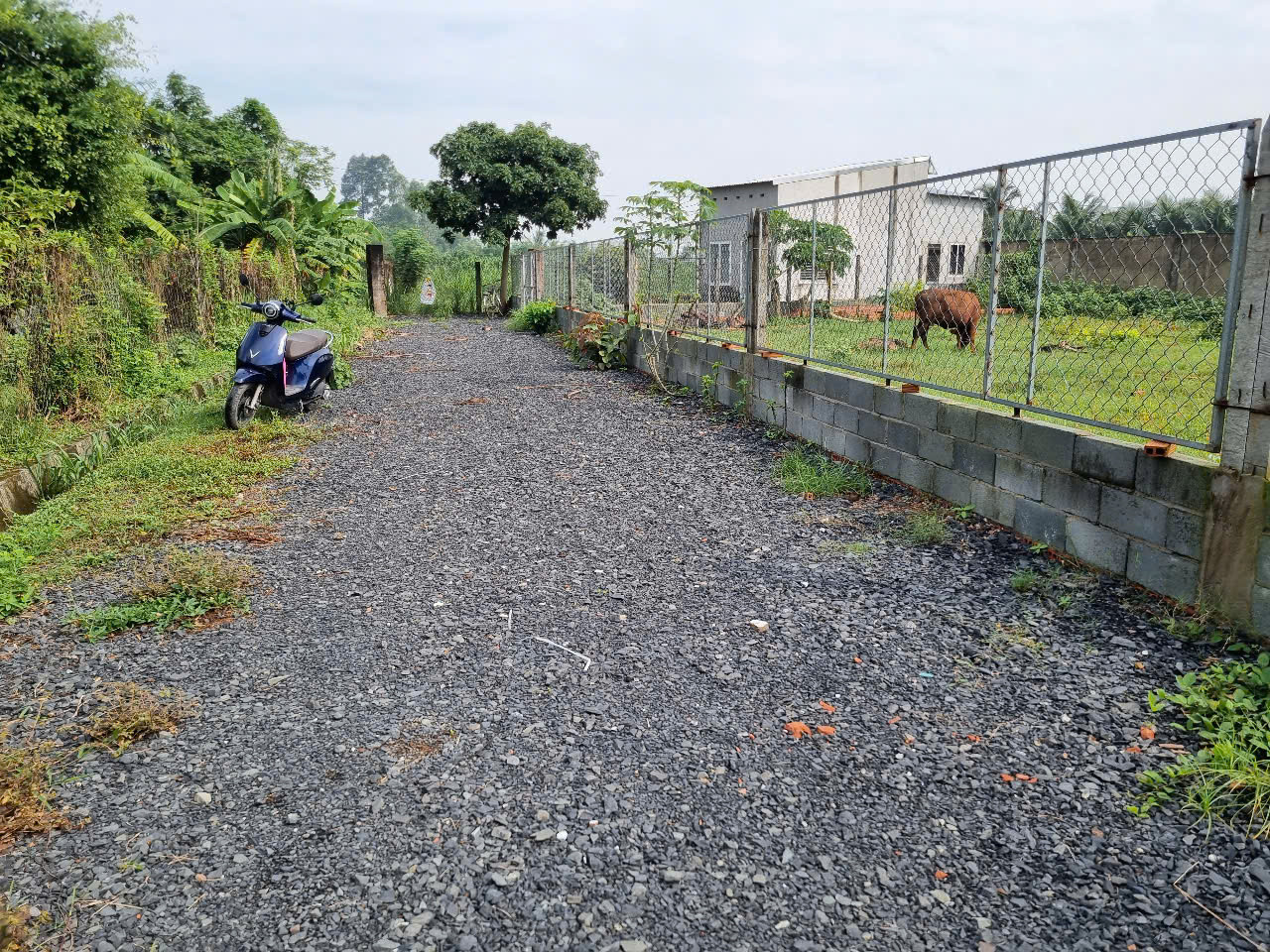 (S652) Đất gần Nguyễn Thị Thạo, xã Phước Hiệp, dt 168m2, thổ 134m2, đất ở hiện hữu, giá chỉ 1 tỷ 250